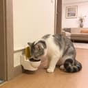 Toilet Cat Water Bowl - Cat drinking from the bowl